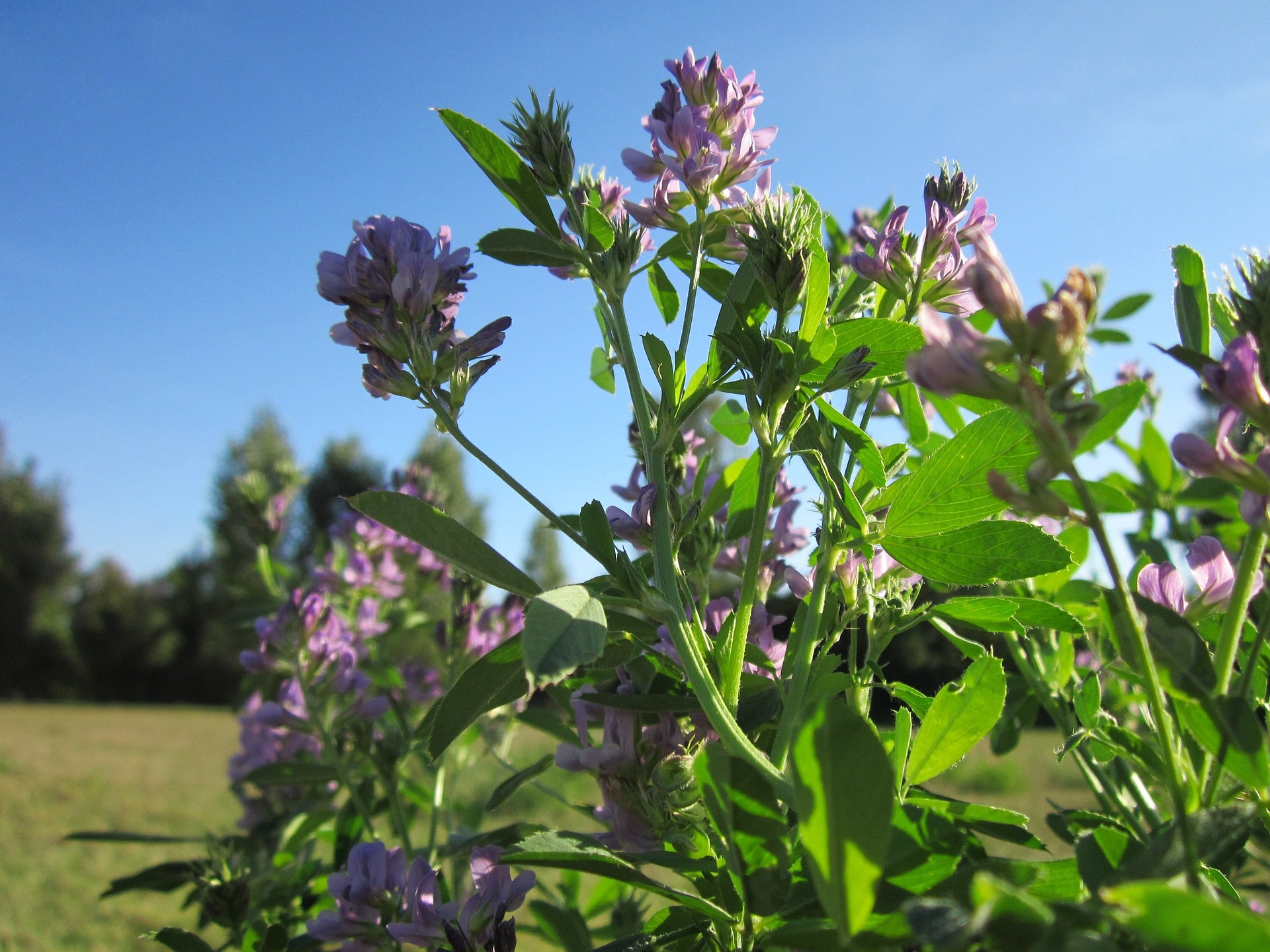 MEDI-C-A-RBONIO: forage and climate (April 23, 2021)